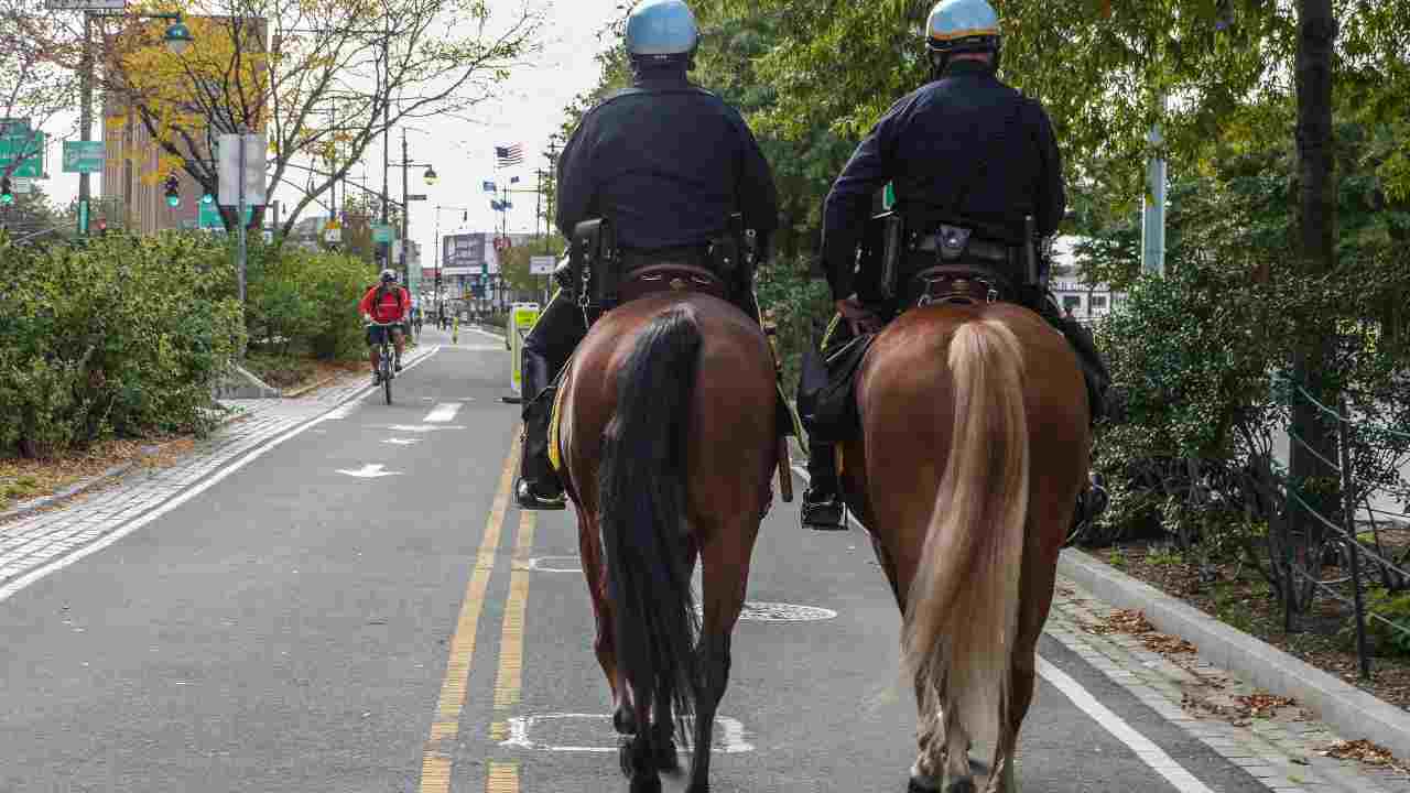 Come adottare un cavallo della polizia