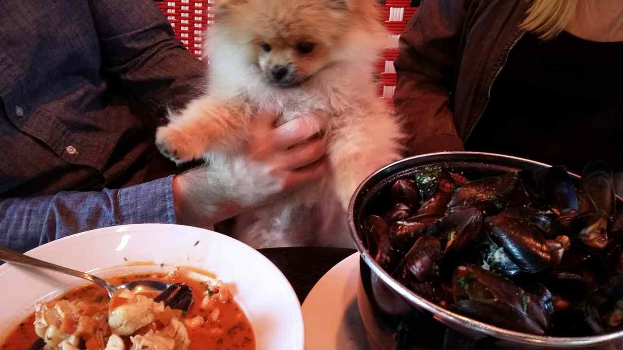 Les chiens peuvent-ils manger des moules?