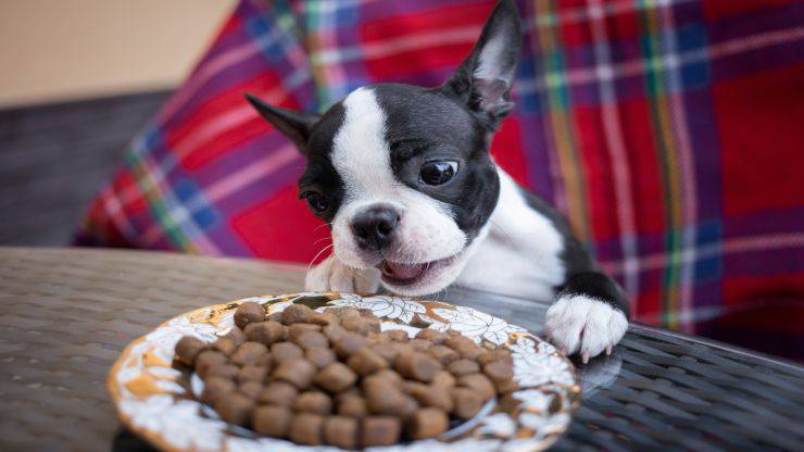 Alimentazione del Boston Terrier