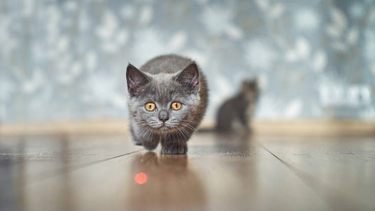 Laser per gatti