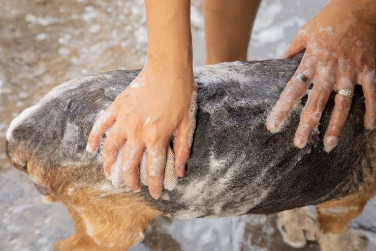 Lavare il cane anziano