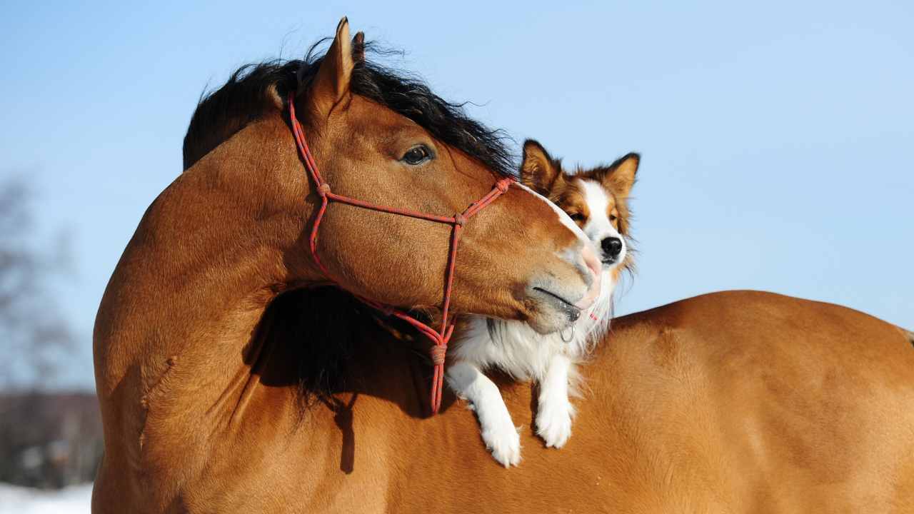 Cani e cavalli possono vivere insieme?