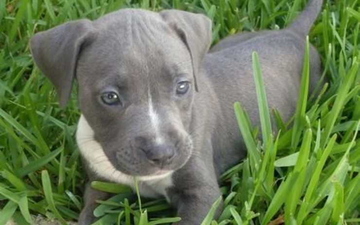 American Pitbull Terrier