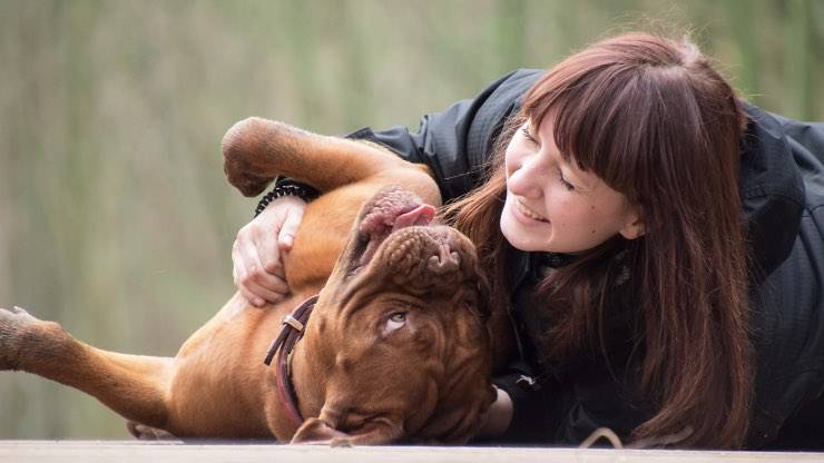 Chien de médecine ayurvédique