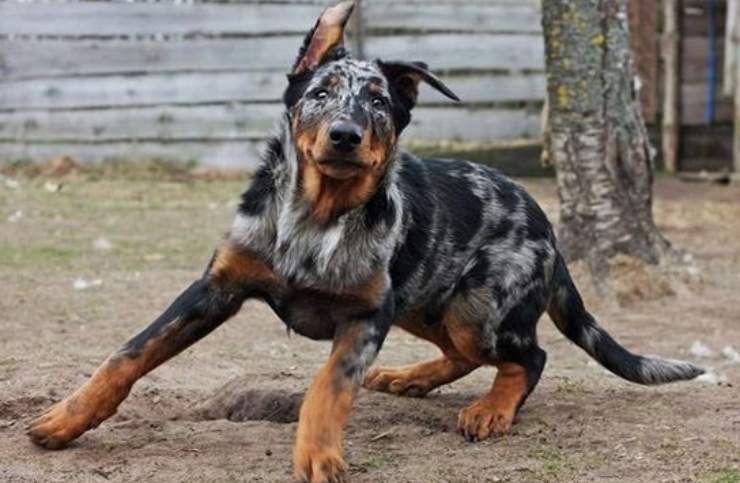 beauceron harlequin