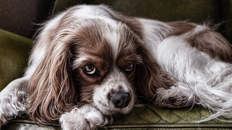 Régime cétogène dans l'épilepsie du chien