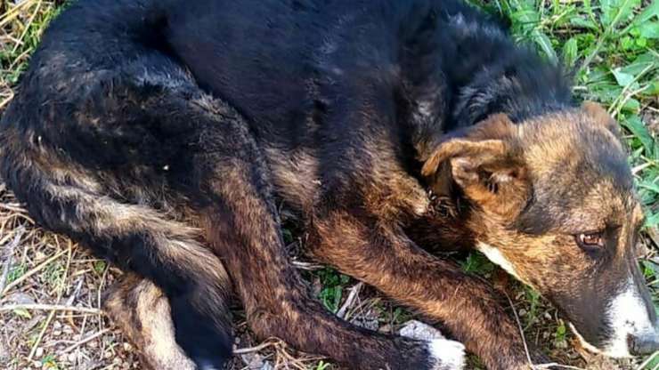 Cuccioli Cane Maltrattati Murcia