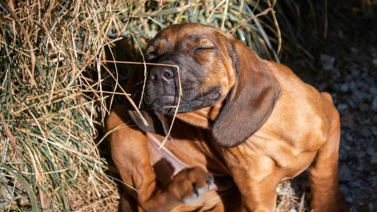 Cane con psoriasi che si gratta