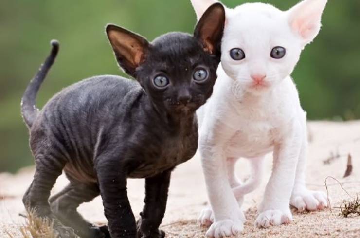 Cornish Rex