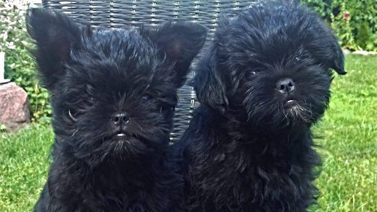 Cuccioli di Affenpinscher