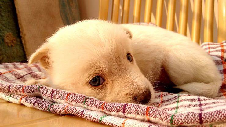 Chiot malade