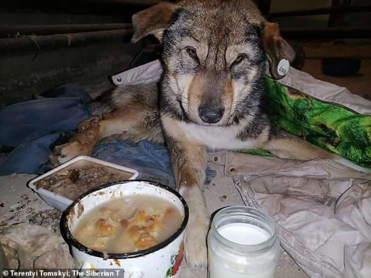 cane bloccato ghiaccio meno 54 gradi