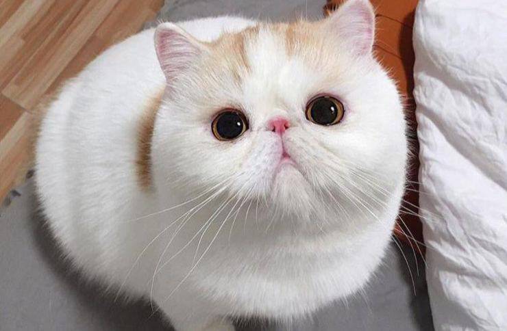 Exotic Shorthair