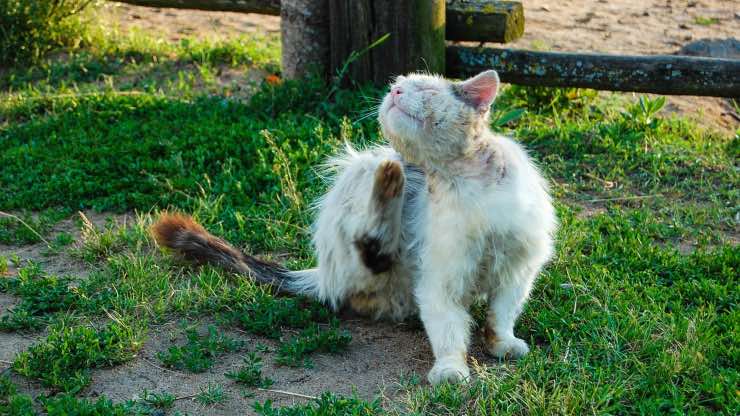 Gatto anziano da lavare