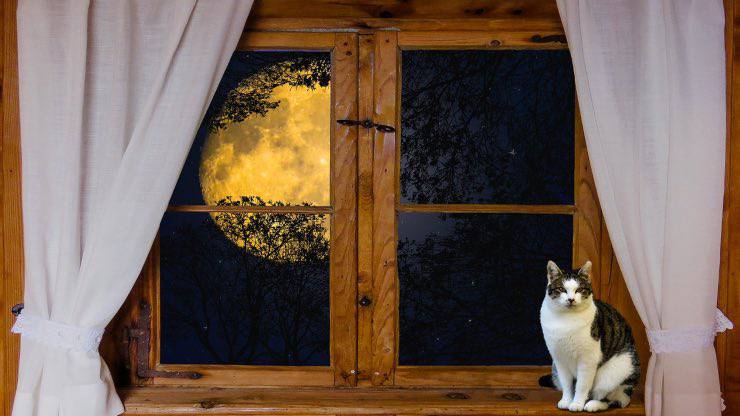 Perché il gatto ha sempre la luna storta