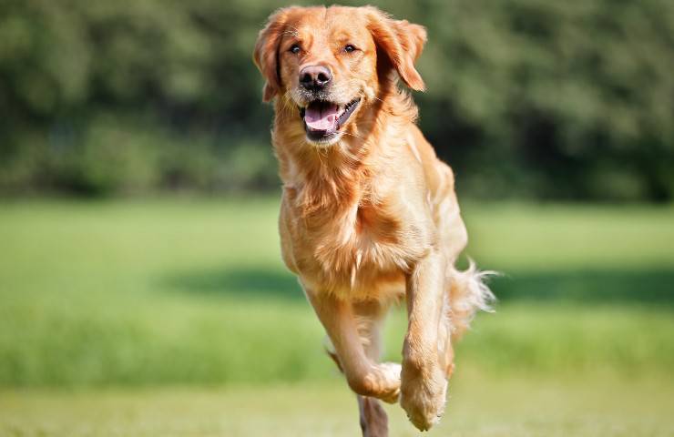 Golden Retreiver