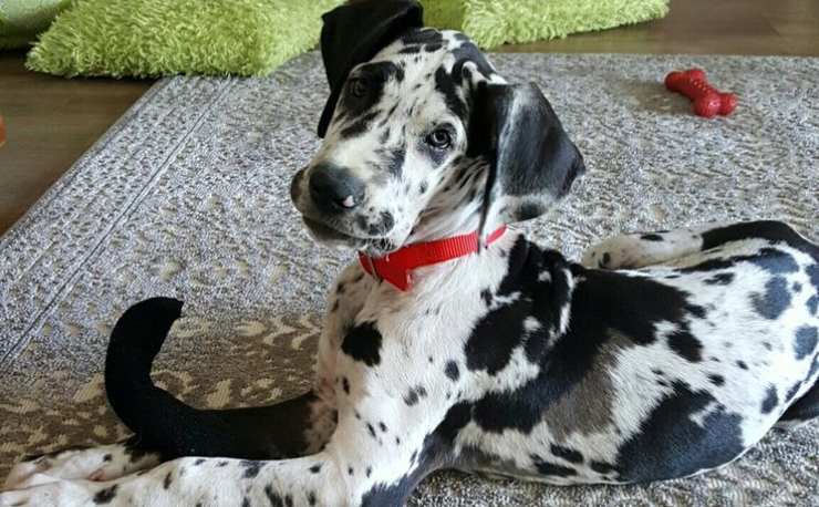 great dane harlequin