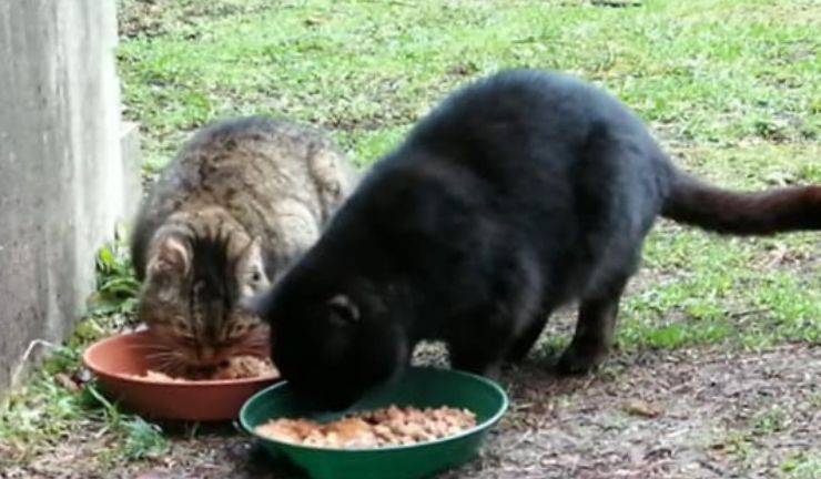 Gatti Sfratto Cimitero Milano