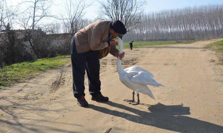 Amicizia Uomo Cigno