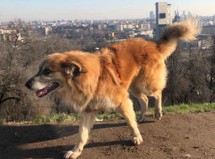 Cane Dago Cerca Famiglia