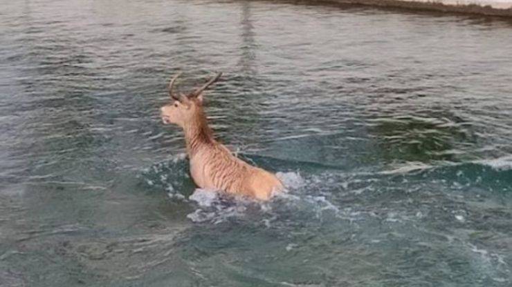 Cervo Cade Canale Naviglio Comune Milano