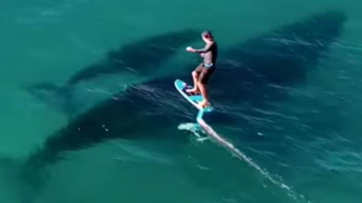 Surfista Balene Video
