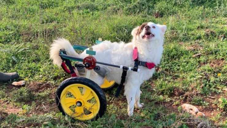 Cagnolina Lea Cerca Famiglia