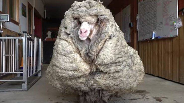 Moutons trouvés polaire 35 kg
