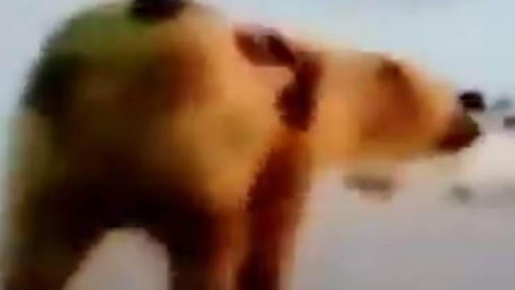 Orso Scritta Dorso Video