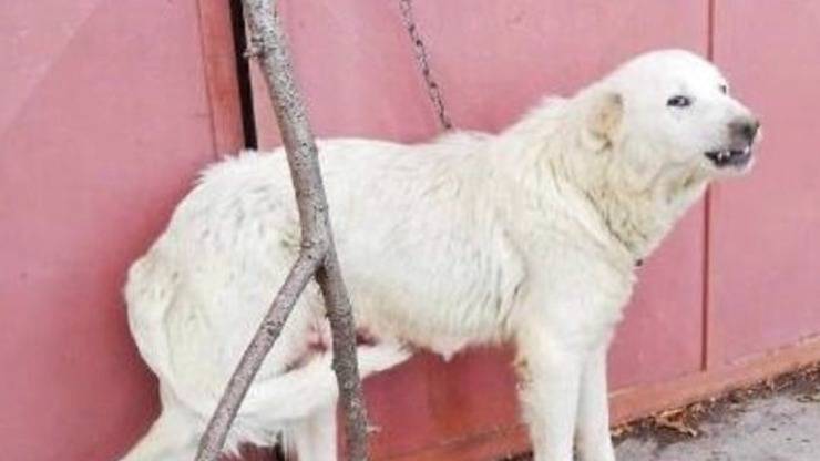 Nebbia Maremmano Cuccioli Legata Catena