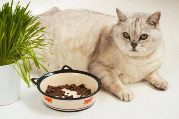Gatto Annusa Cibo Ma Non Mangia