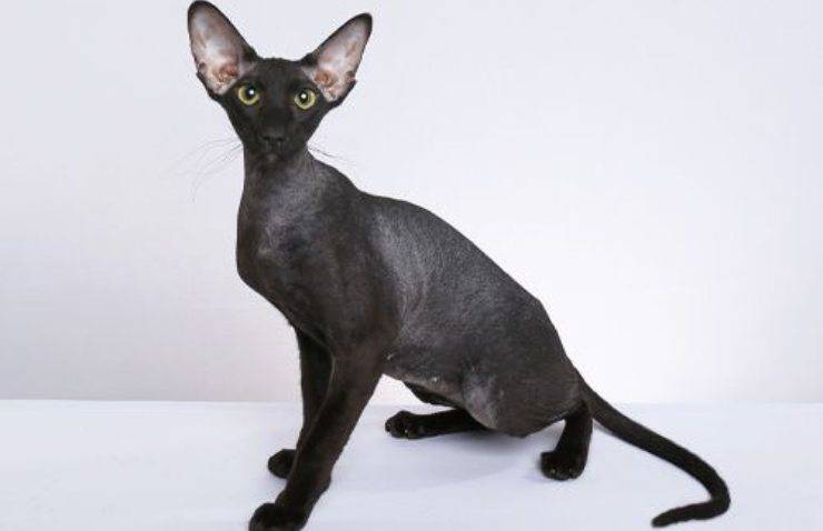 Peterbald