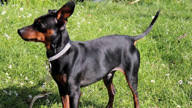 Pinscher 