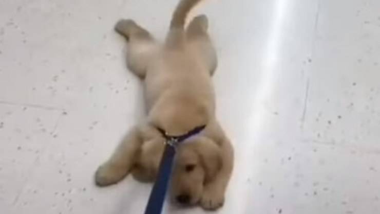 Il cagnolino che non vuole alzarsi (Foto video)
