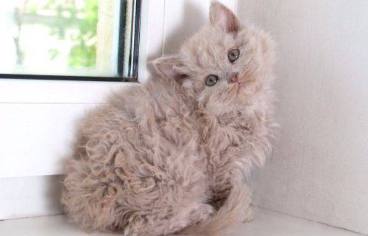 Selkirk Rex