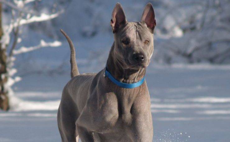 Thai Ridgeback