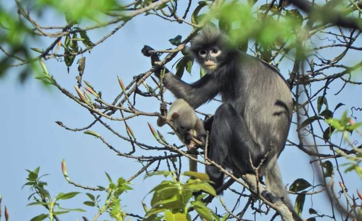 Trachypithecus Popa twitter