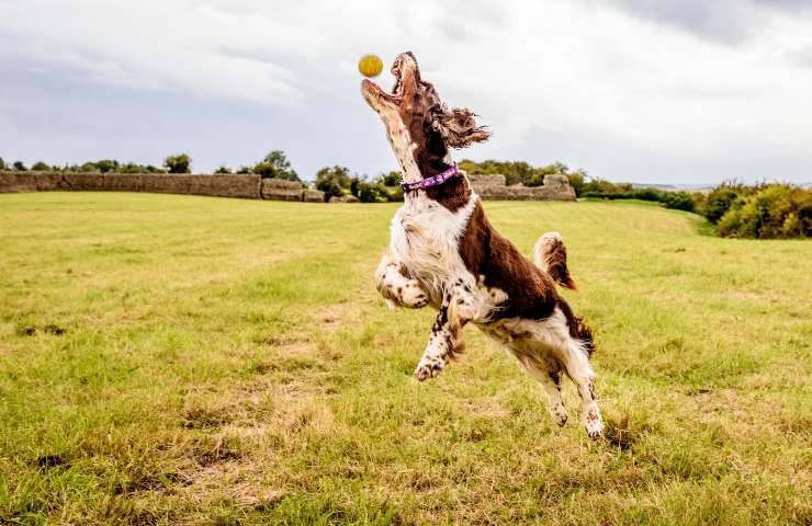 Welsh Springer Spaniel