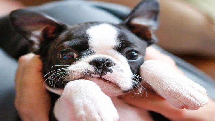 Malattie più comuni del Boston Terrier