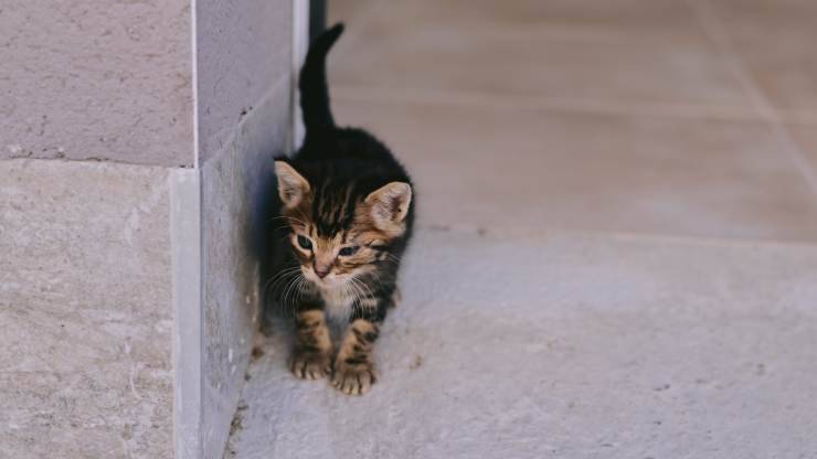 addomesticare un gatto randagio