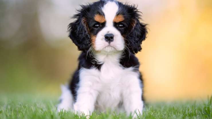 adottare un cavalier king