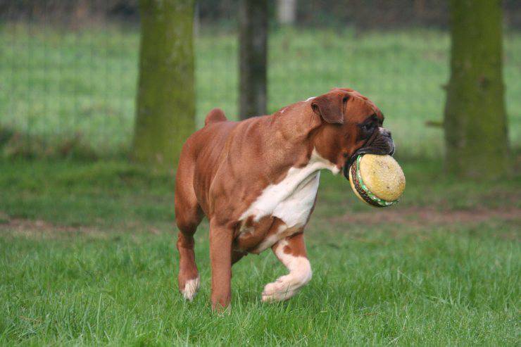 alimentazione boxer