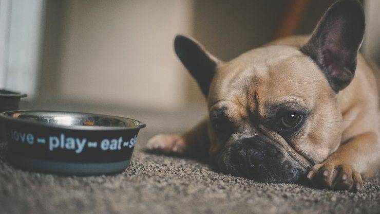 nourrir un chien avec colite