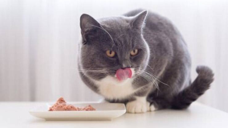 alimenti monoproteici gatto