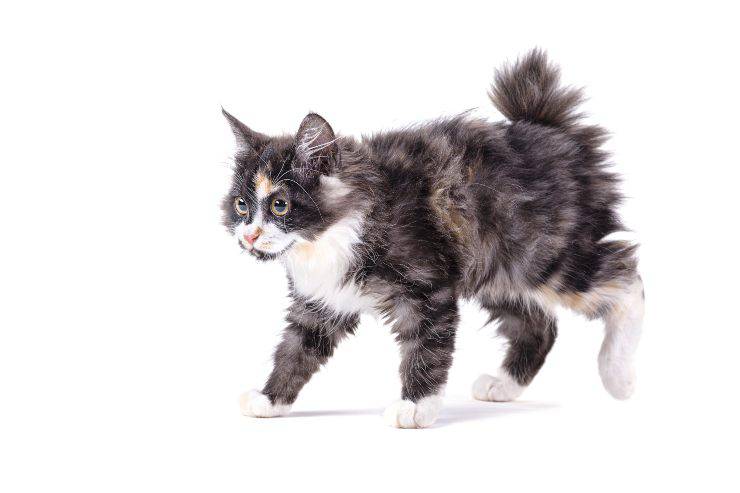 American Bobtail