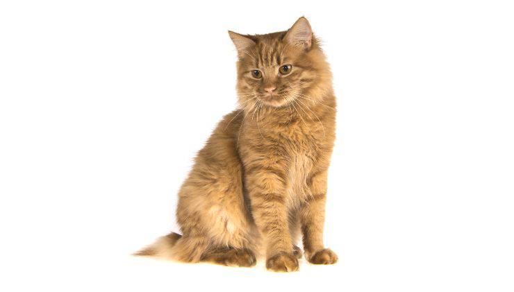 American Bobtail