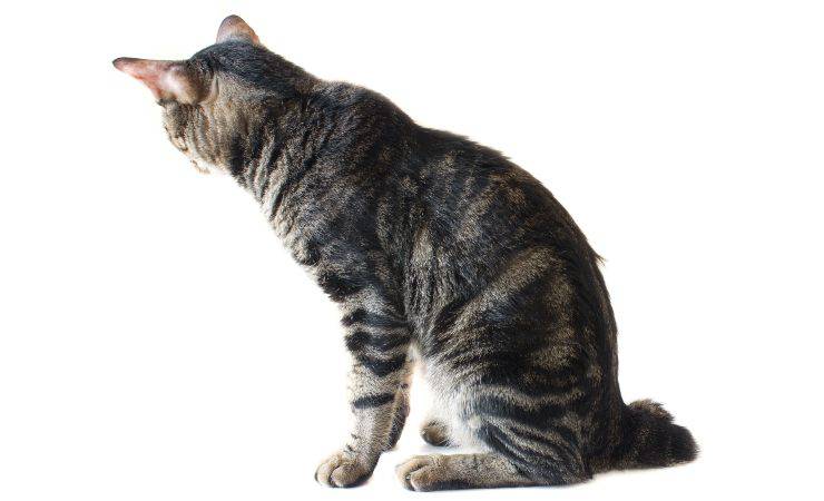 american bobtail (4)