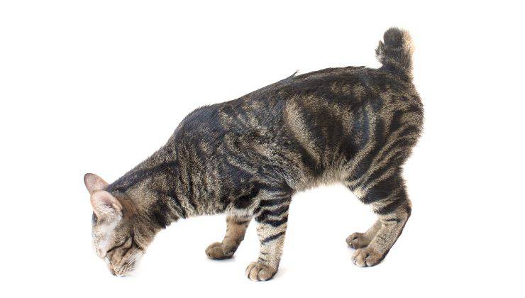 american bobtail (4)