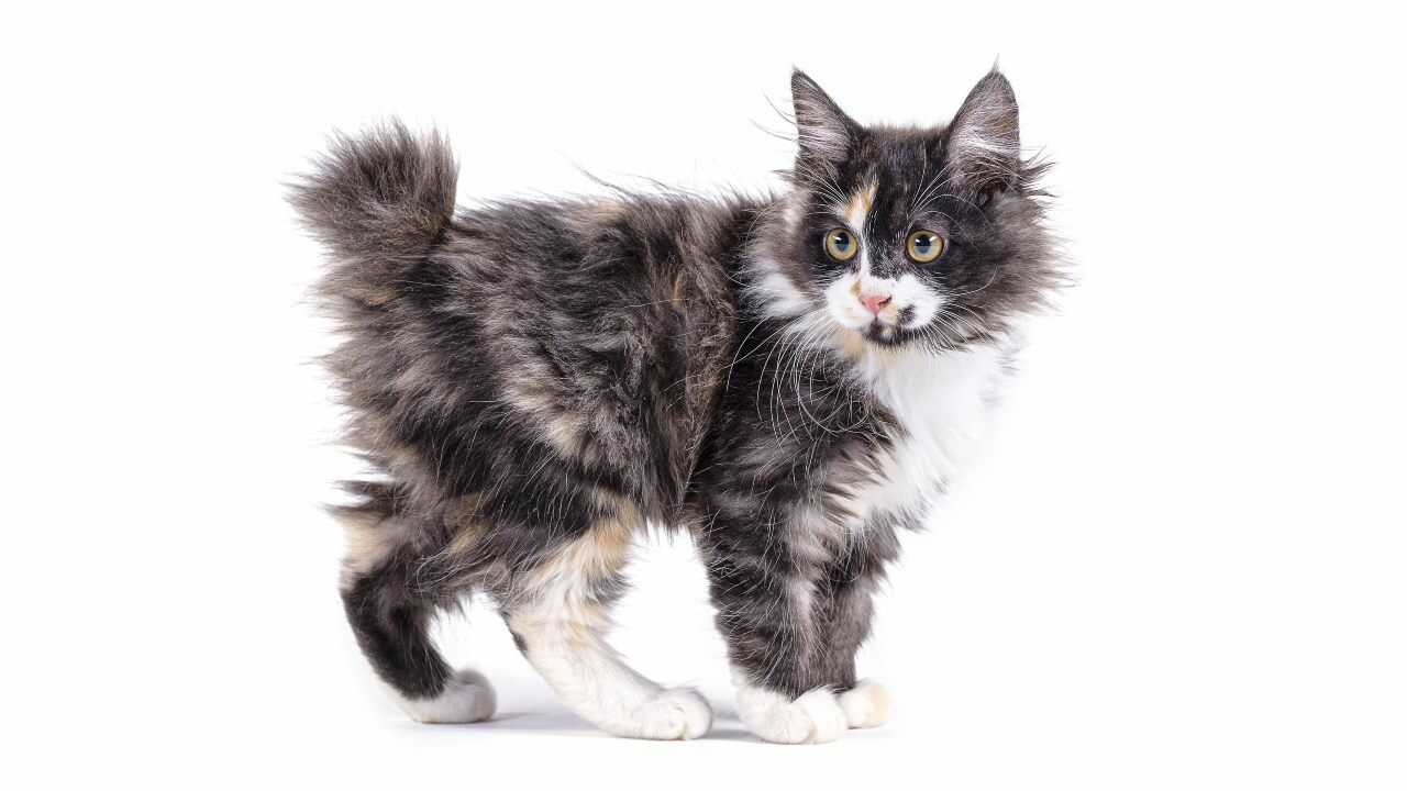 American Bobtail manx differenza