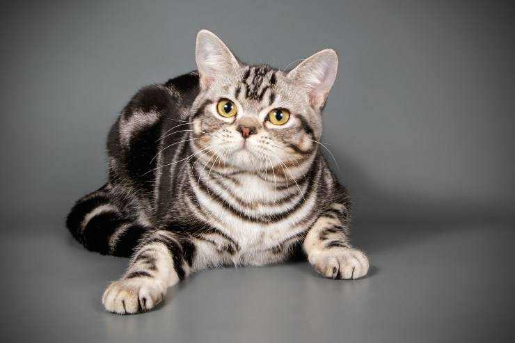 American shorthair 